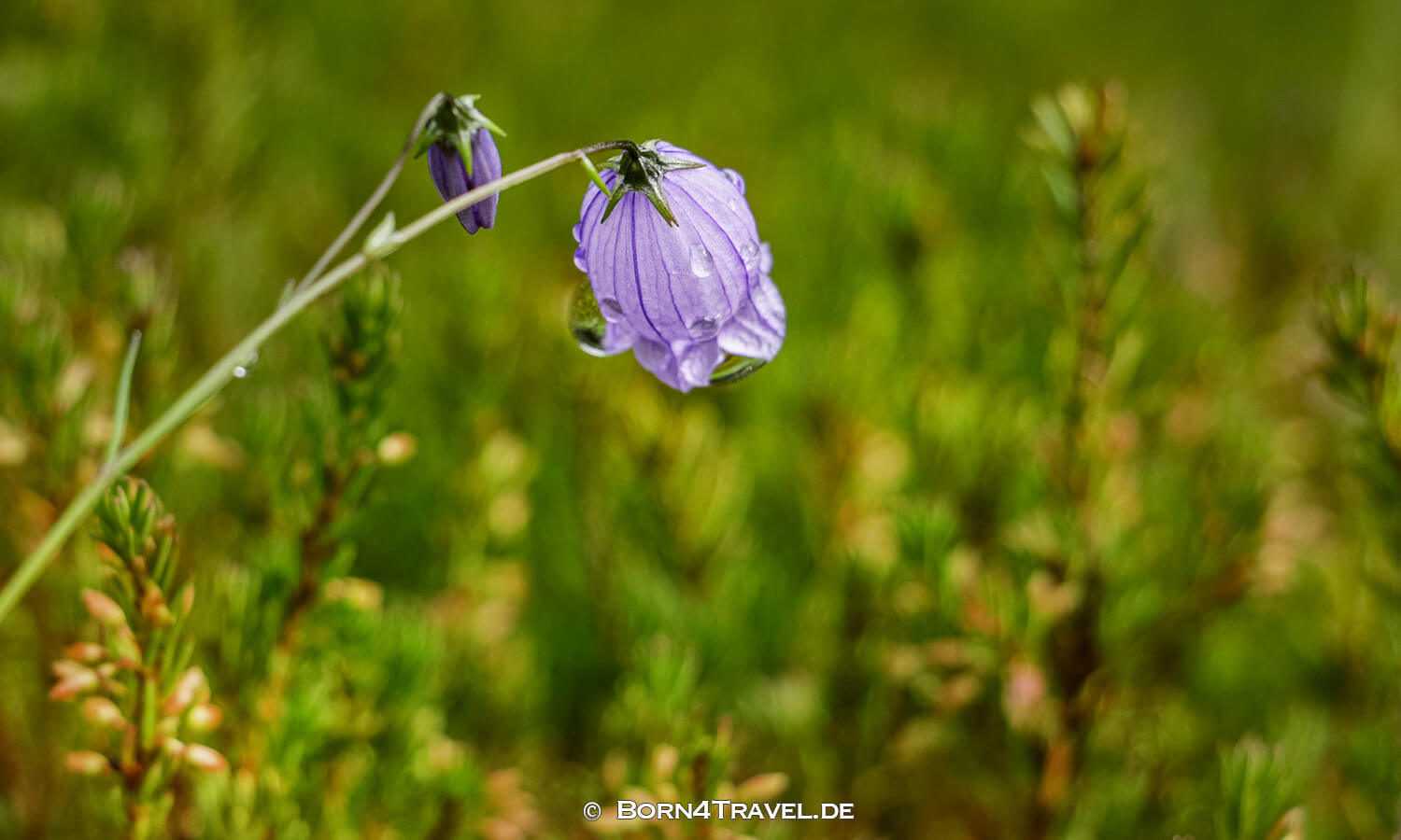 Wandern auf der Plätzwiese,Naturpark Fanes Sennes Prags, Dolomiten,Südtirol,born4travel.de
