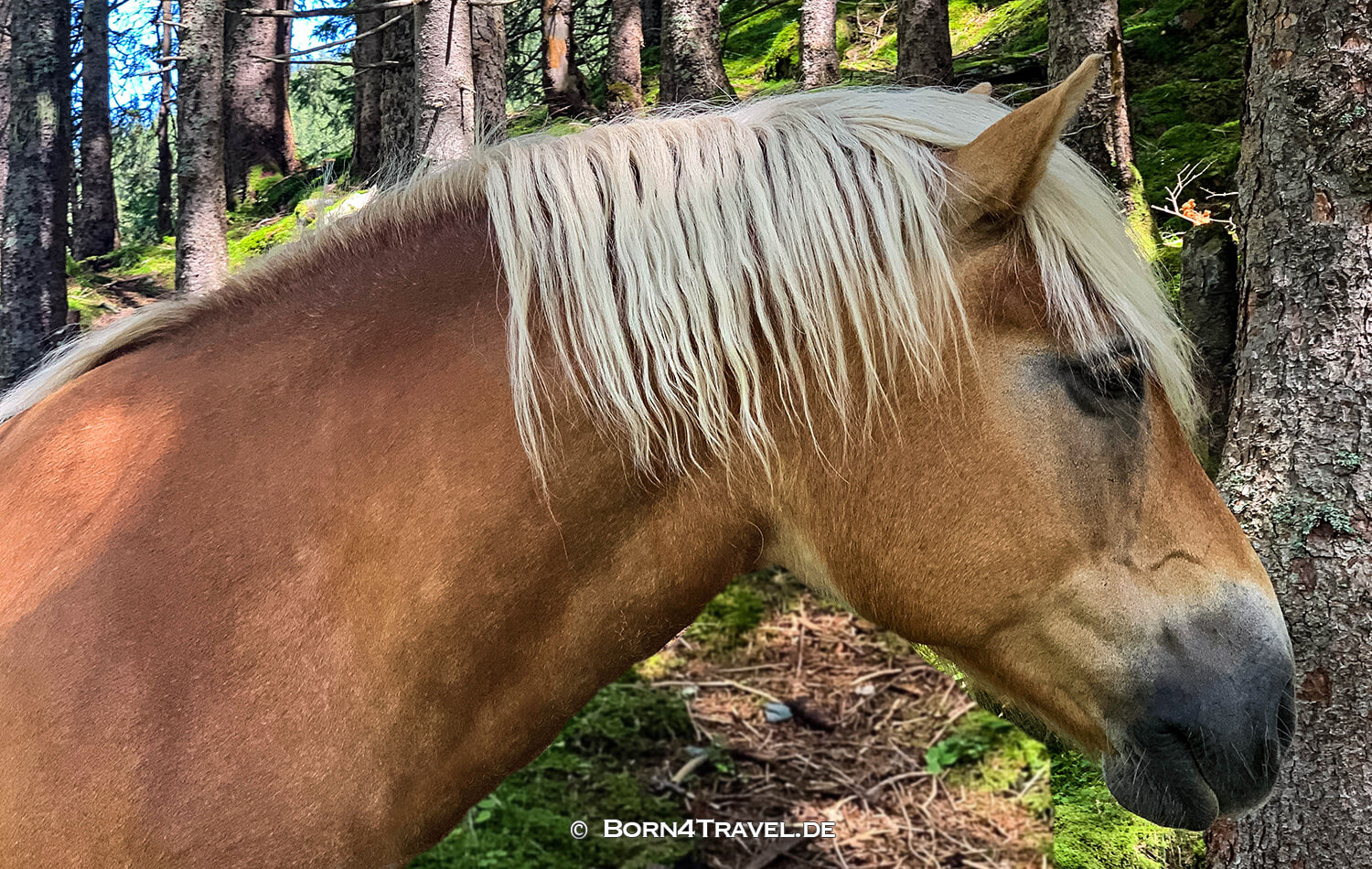Hintersee,Mittersill,NP Hohe Tauern,Österreich,born4travel.de