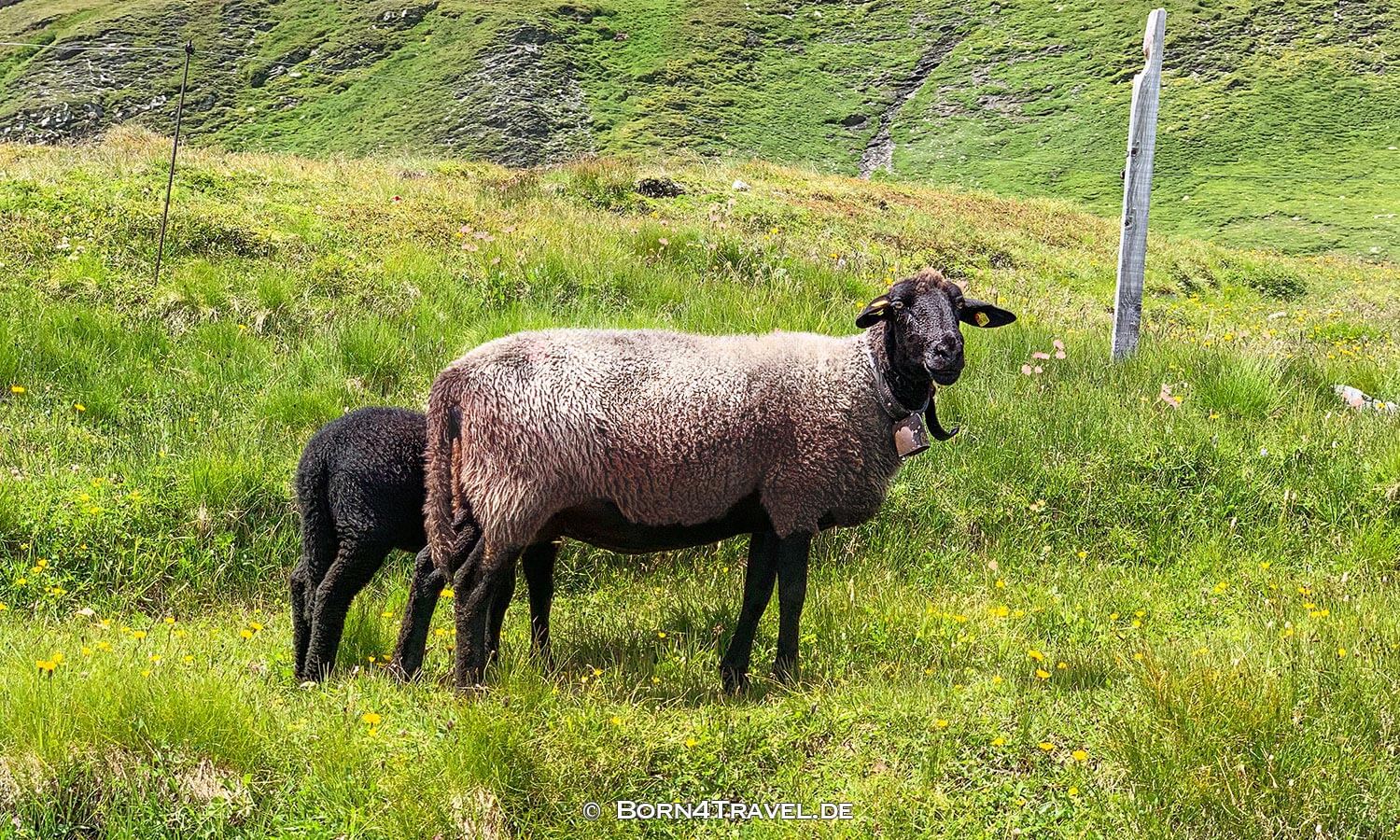 Großglockner Hochalpenstraße,born4travel.de Großglockner Hochalpenstraße,born4travel.de
