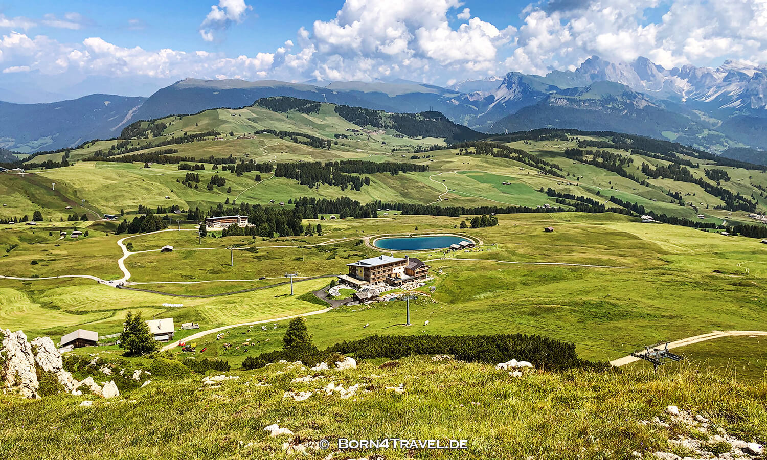 Goldknopf auf der Seiser Alm,Südtirol,Italien,born4travel.de