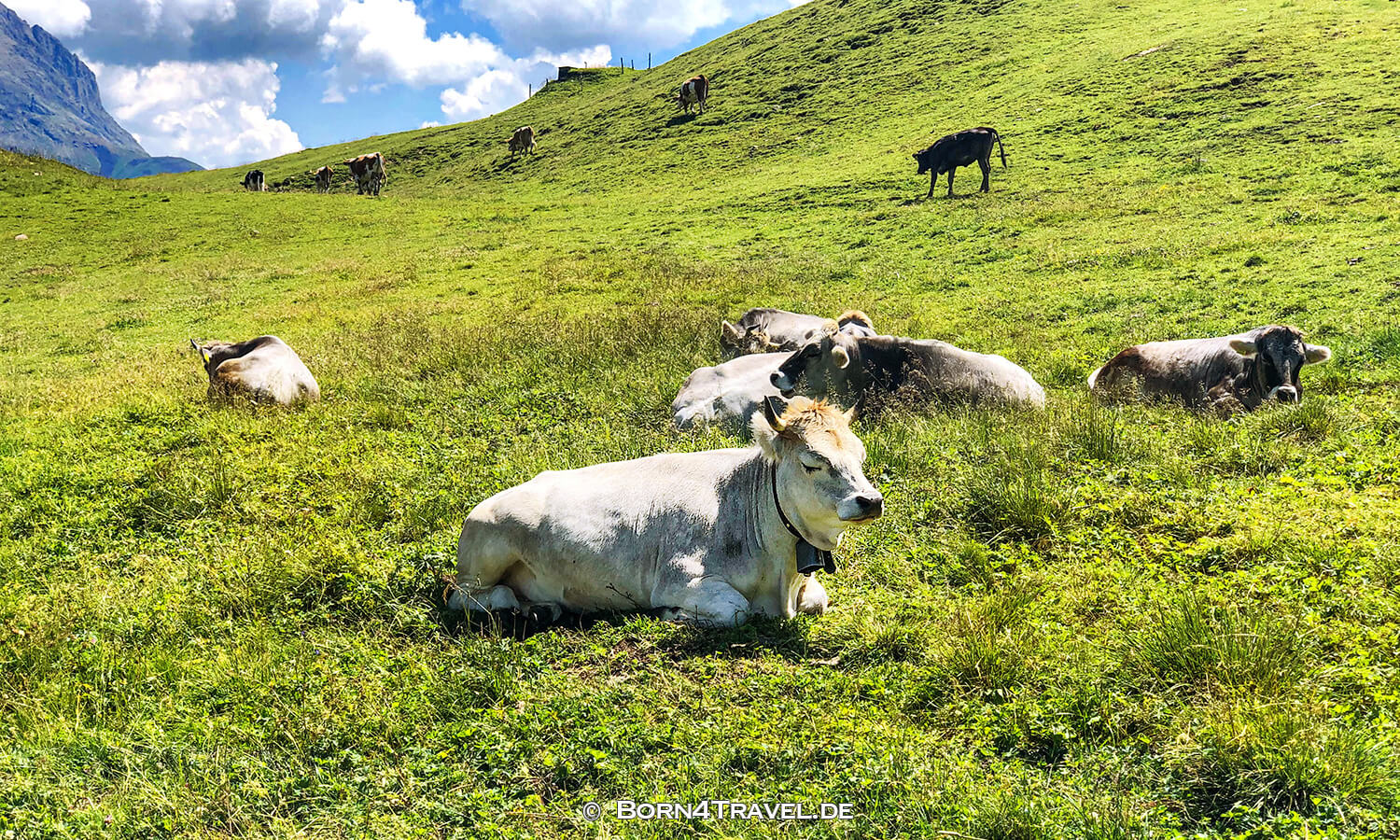 Goldknopf auf der Seiser Alm,Südtirol,Italien,born4travel.de