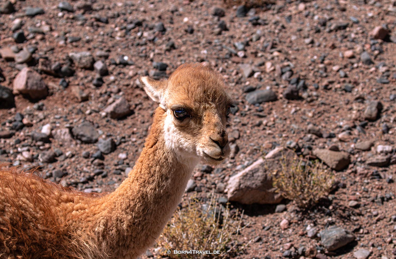Ruta 43 nach El Peñon,Argentinien2023,born4travel.de