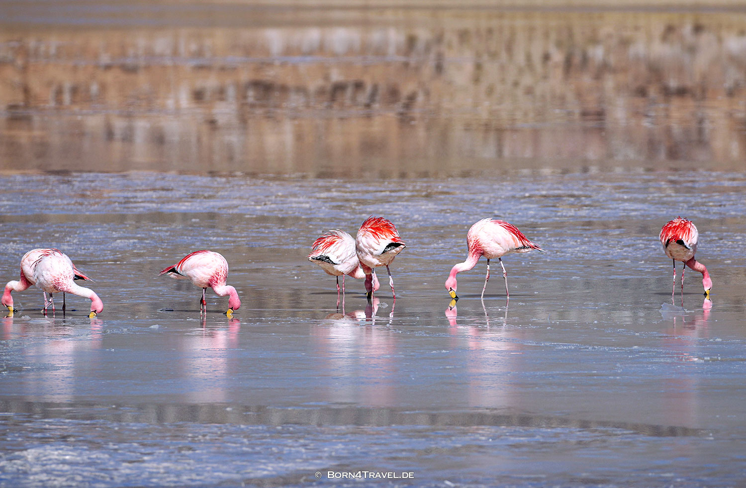 Vulcan Cerro Galán, El Peñon,Argentinien2023,born4travel.de