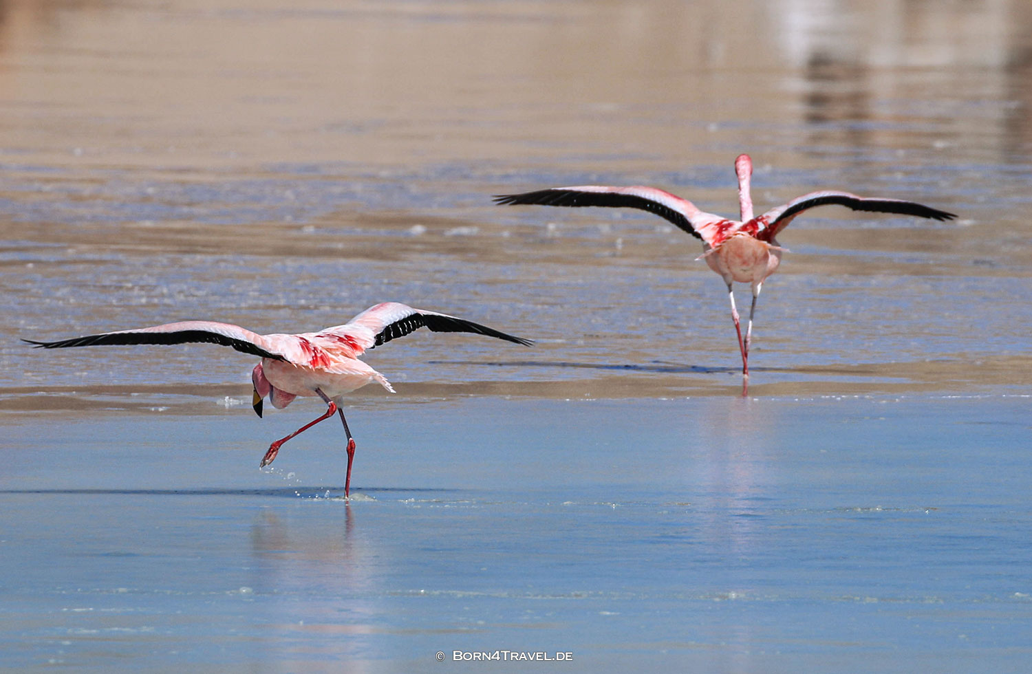 Vulcan Cerro Galán, El Peñon,Argentinien2023,born4travel.de