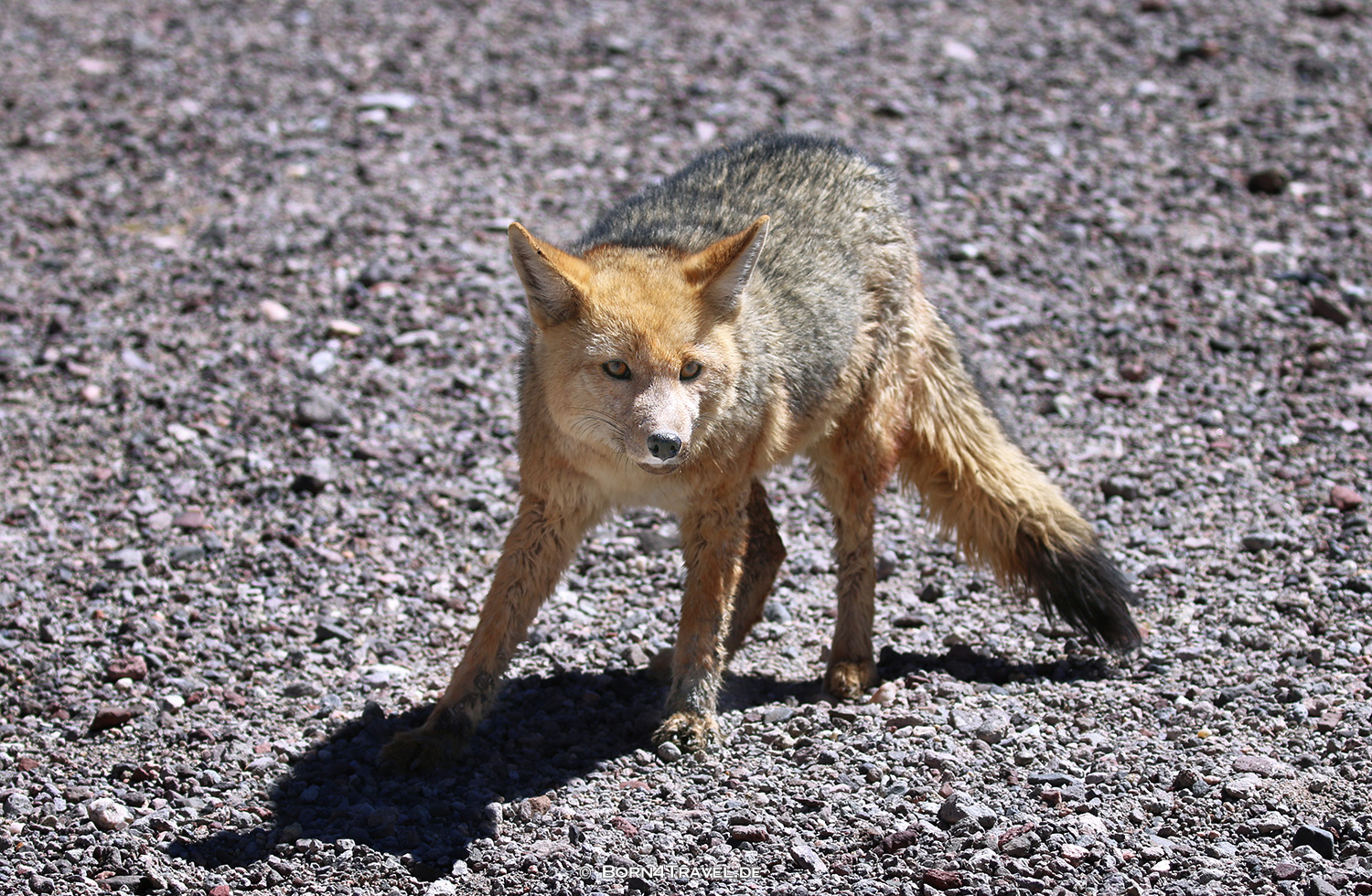 Wüstenfuchs im Vulkan Galan,Argentinien2023,born4travel.de