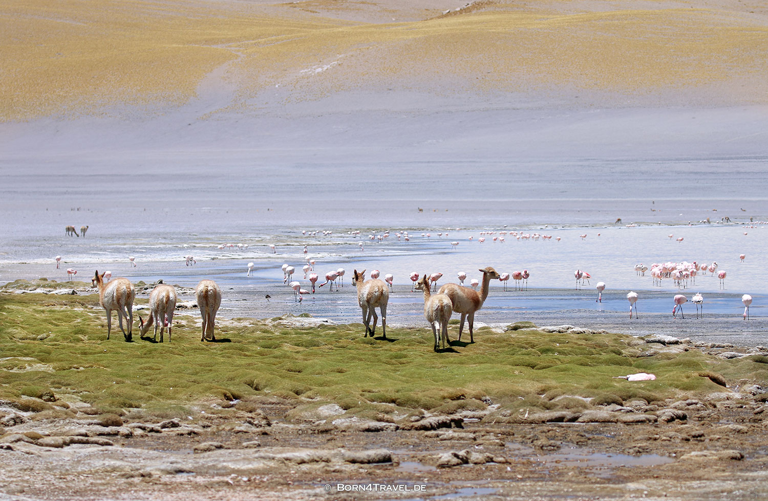 Laguna Grande, Vulkan Galan,Argentinien2023,born4travel.de