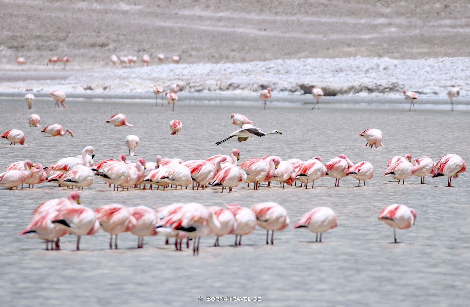 Laguna Grande, Vulkan Galan,Argentinien2023,born4travel.de