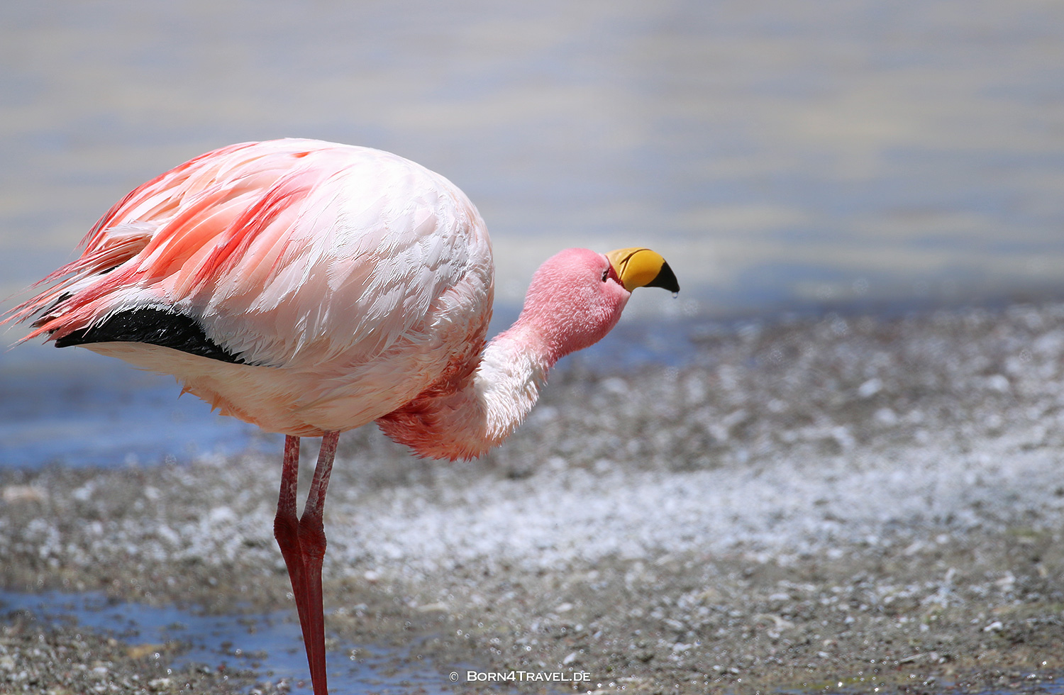 Laguna Grande, Vulkan Galan,Argentinien2023,born4travel.de