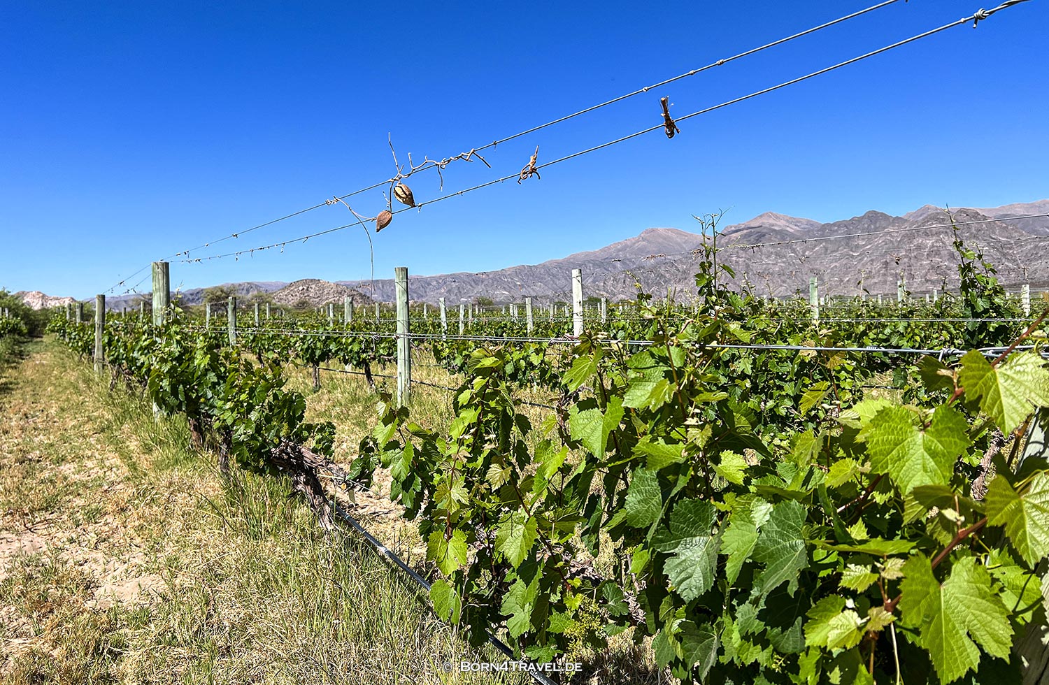 Finca Albarossa,Argentinien2023,born4travel.de