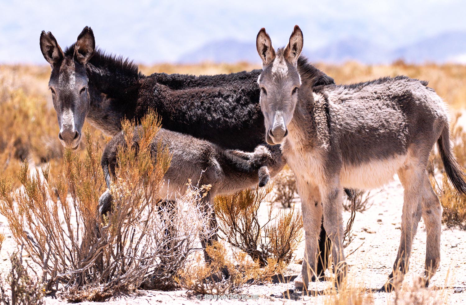 RN79 in Jujuy,Argentinien,born4travel.de