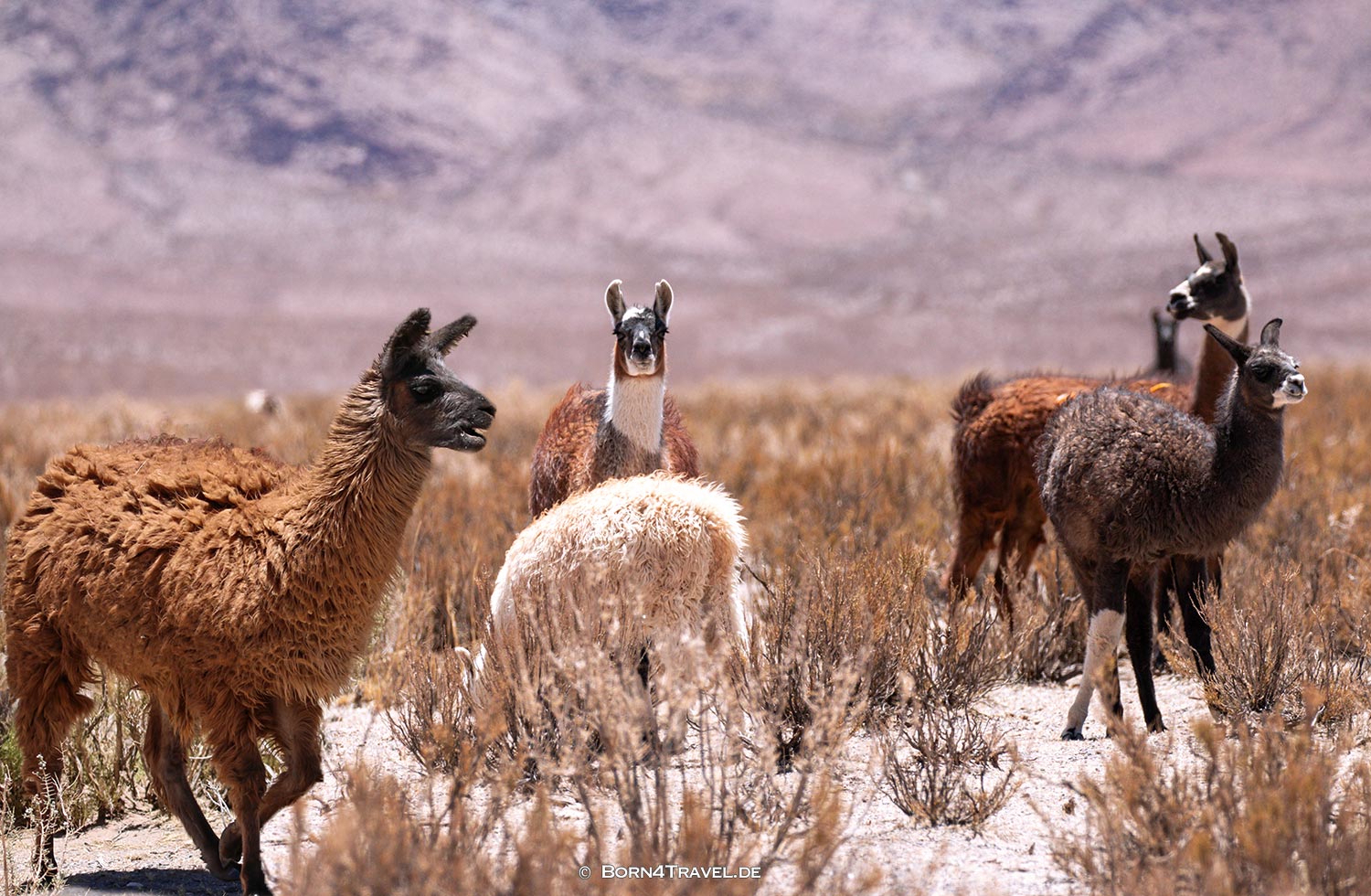 RN79 in Jujuy,Argentinien,born4travel.de