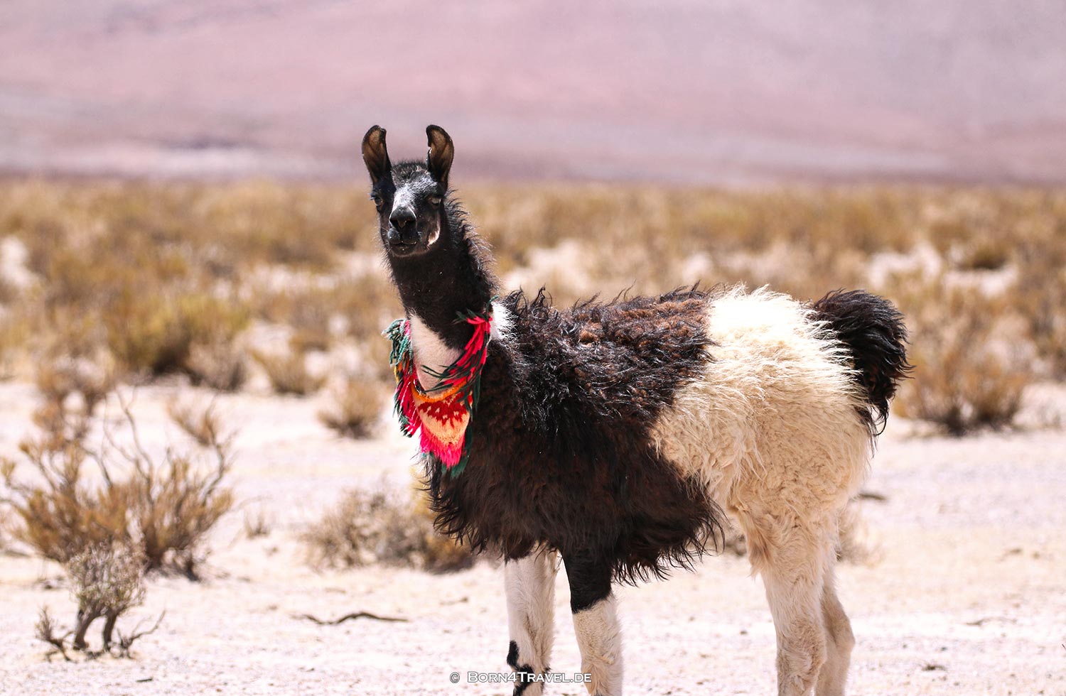 RN79 in Jujuy,Argentinien,born4travel.de