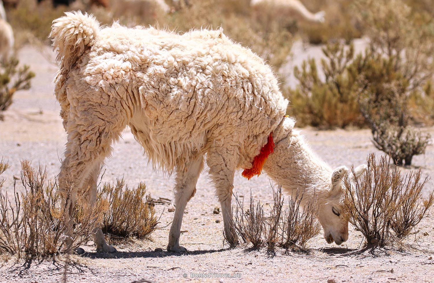 RN79 in Jujuy,Argentinien,born4travel.de