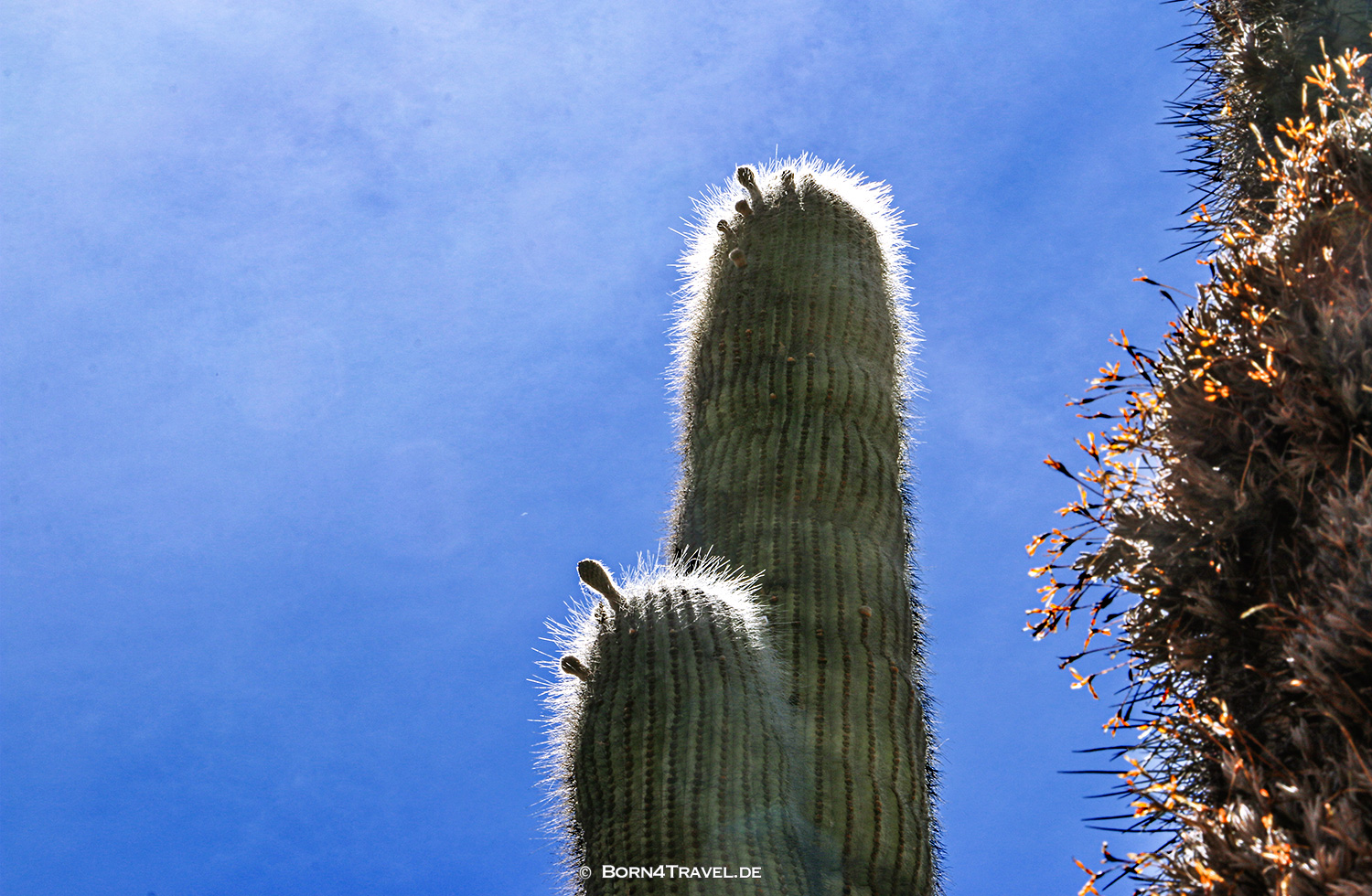 Kakteen in La Graganta del Diablo,Tilcara,Argentinien,born4travel.de
