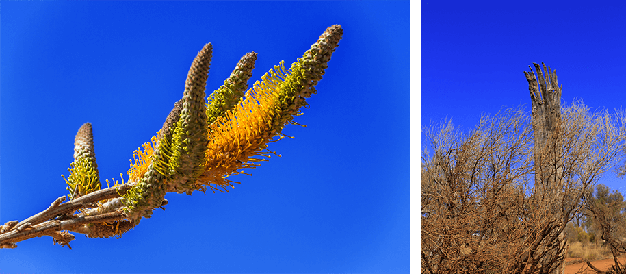 , uluru,outback,australia, australien