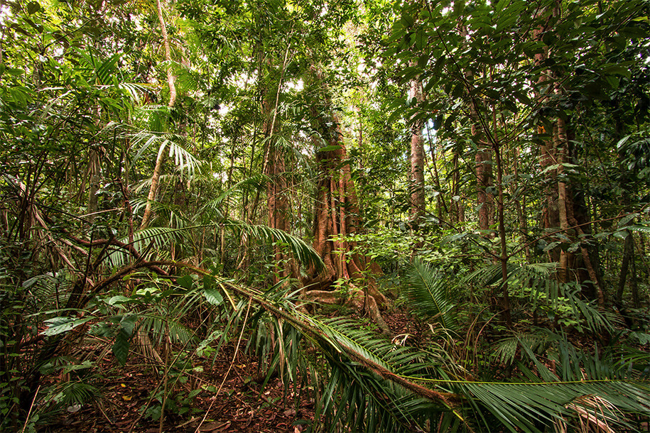 Fig tree Queensland,australia, australien