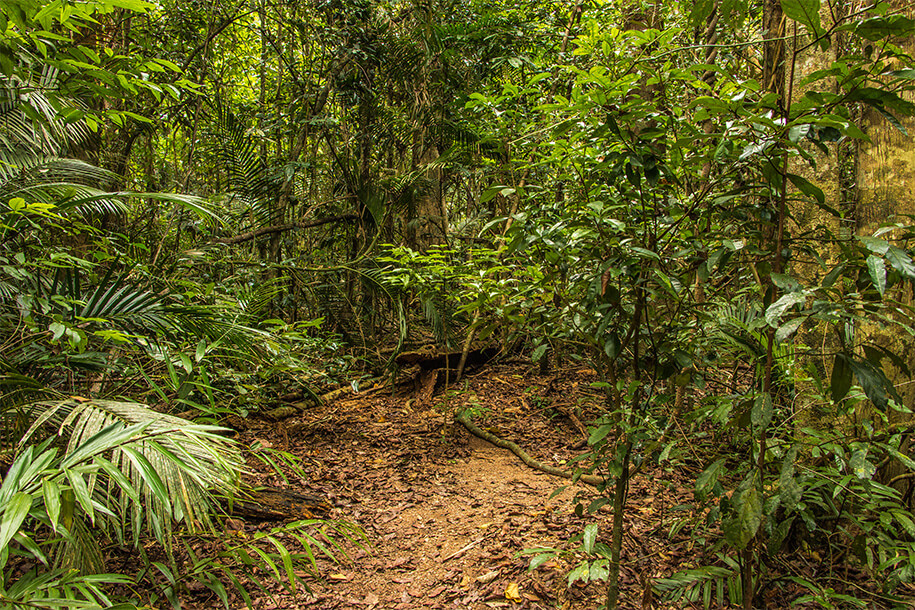 Fig tree Queensland,australia, australien