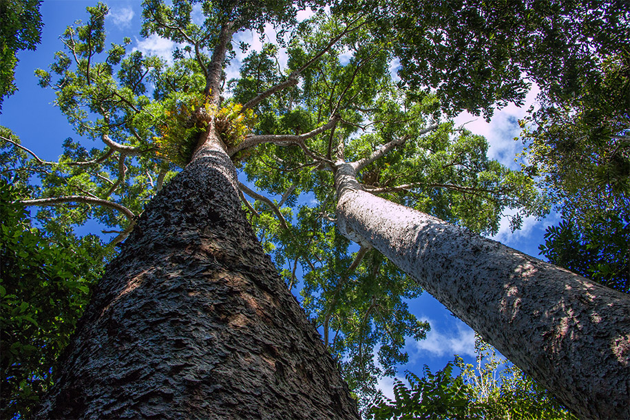 Twin Giants, Lake Barrine, Queensland,australia, australien