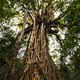 Cathedral Fig Tree