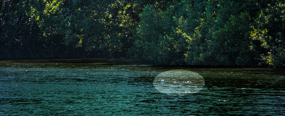 Krokodil,Daintree River, Queensland,australia, australien