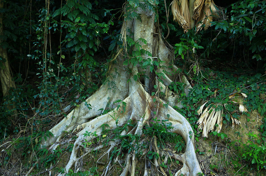 Daintree, Queensland,australia, australien