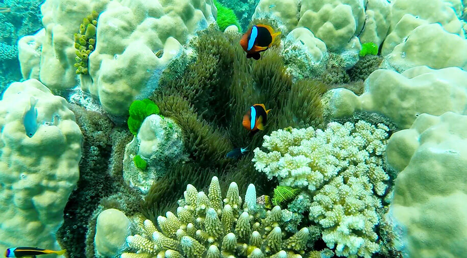 diving great barrier reef, Queensland,australia, australien
