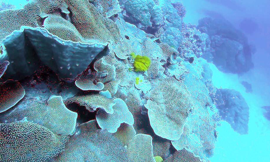 diving great barrier reef, Queensland,australia, australien
