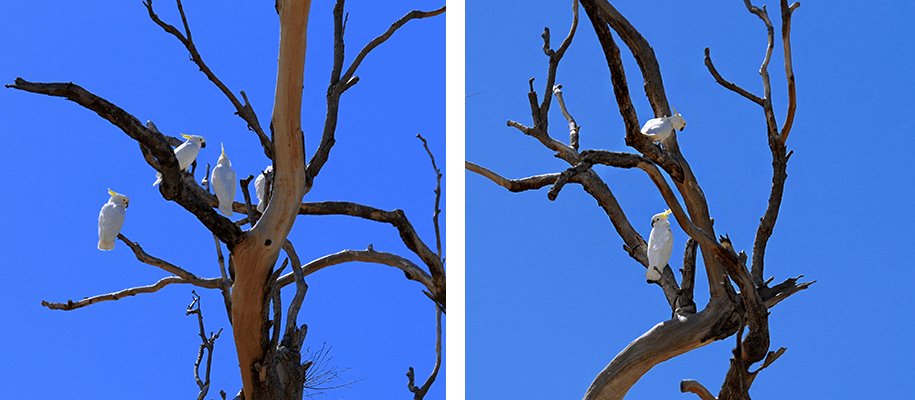 magic Island, Queensland,australia, australien