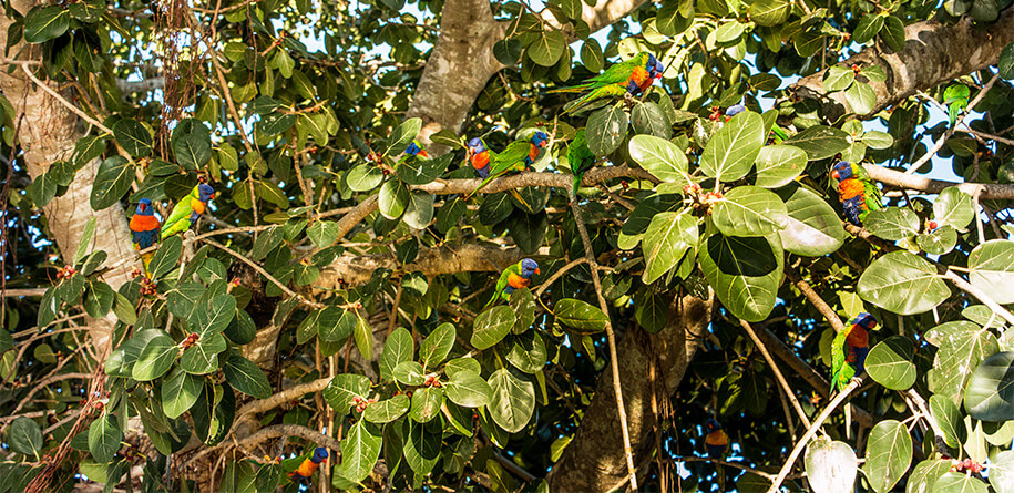 Horseshoe Bay, magic island, townsville, Queensland,australia, australien