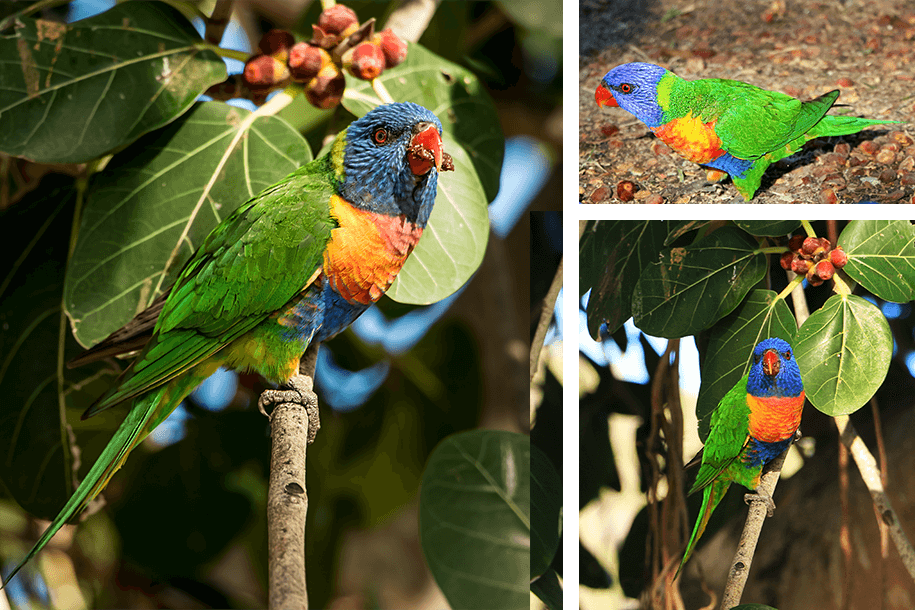 Horseshoe Bay, magic island, townsville, Queensland,australia, australien