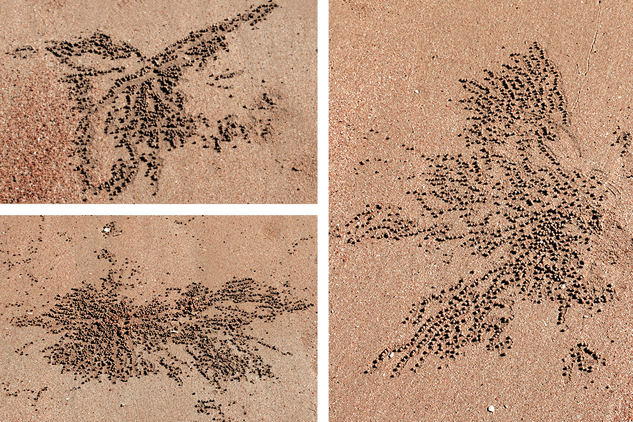 Florence Bay, magic island,townsville, Queensland,australia, australien