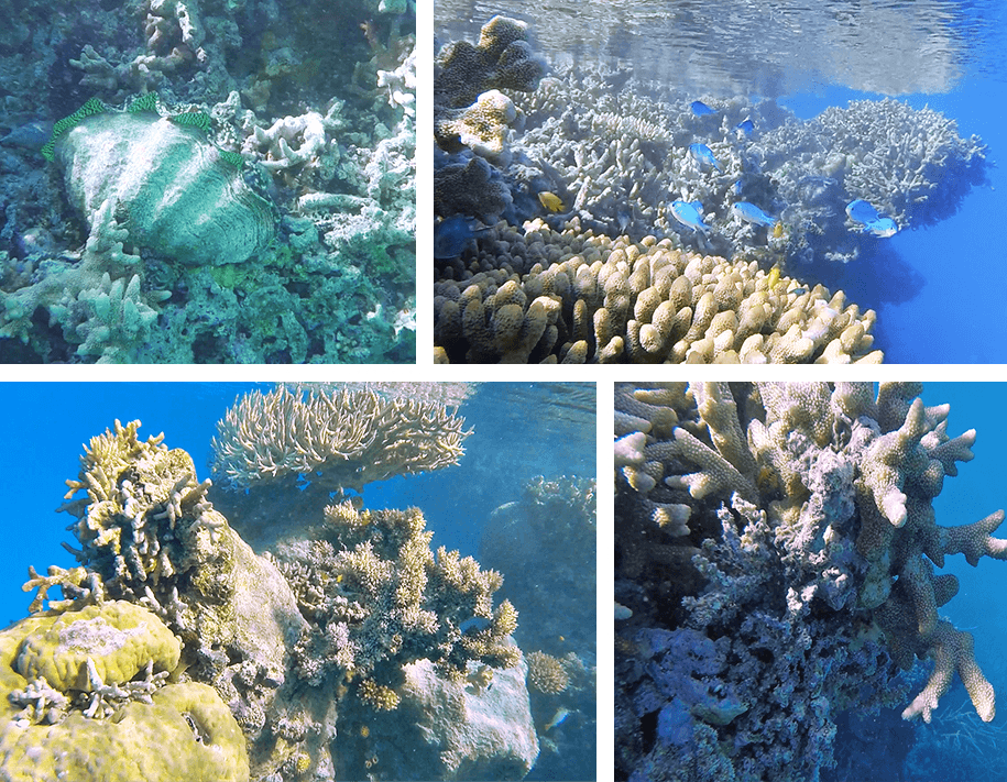 great barrier reef, Airlie Beach,Queensland,australia, australien