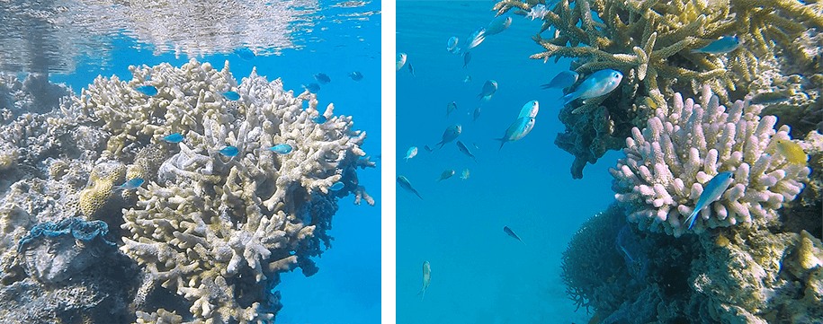 great barrier reef, Airlie Beach,Queensland,australia, australien