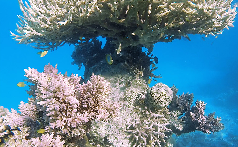 great barrier reef, Airlie Beach,Queensland,australia, australien