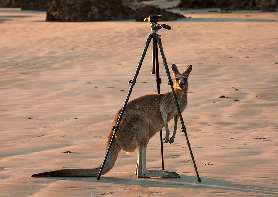 Cape Hillsborough,Queensland,australia, australien