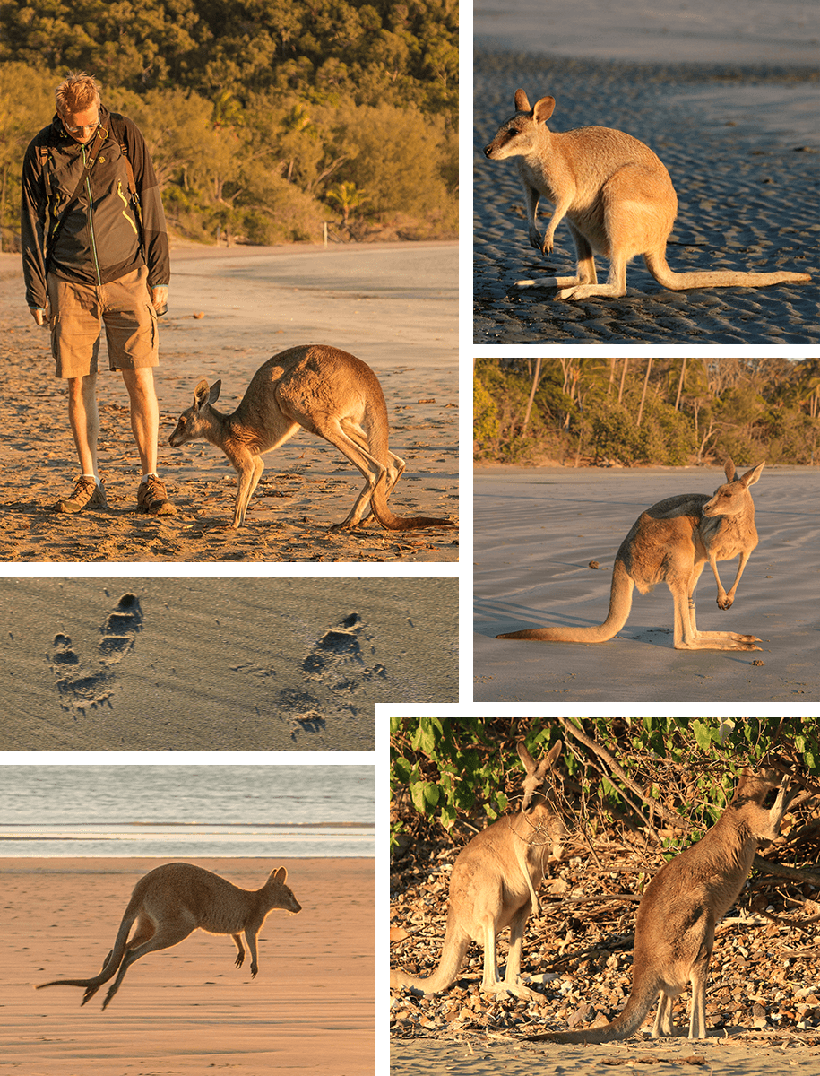 Cape Hillsborough,Queensland,australia, australien