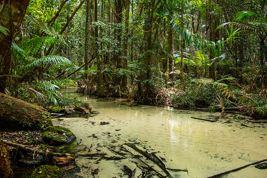 Wanggoolba Creek, Fraser Island,Queensland,australia, australien