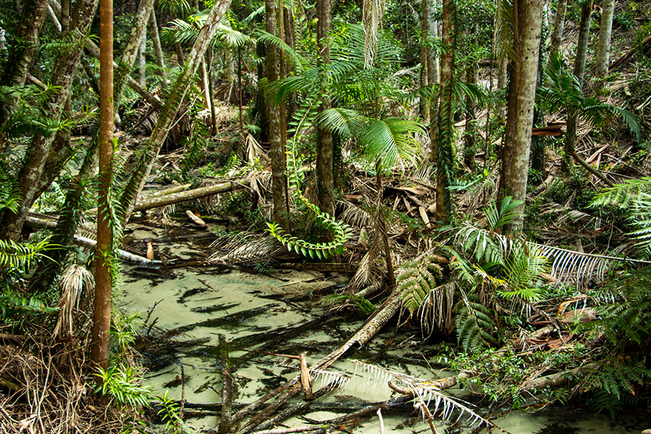 Wanggoolba Creek, Fraser Island,Queensland,australia, australien