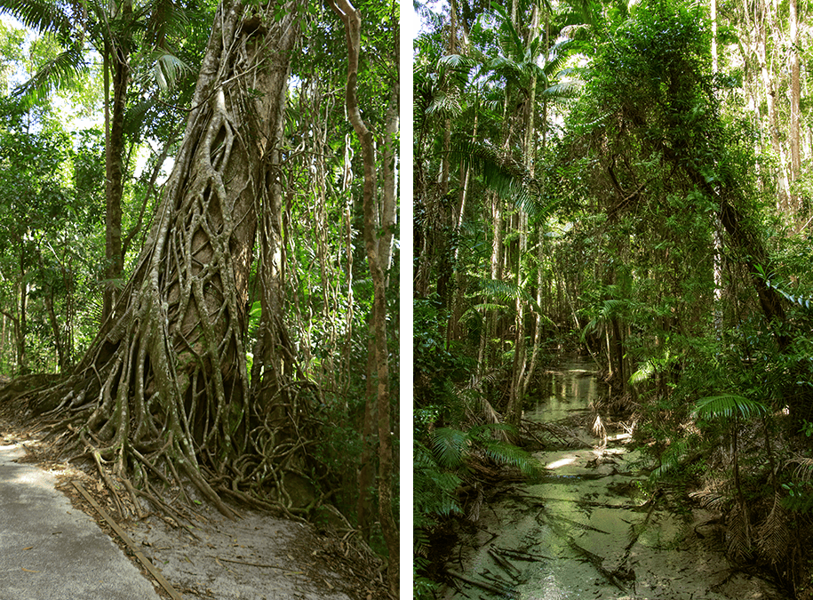 Wanggoolba Creek, Fraser Island,Queensland,australia, australien