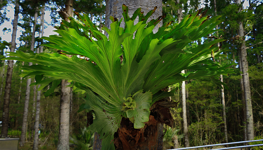 Wanggoolba Creek, Fraser Island,,Queensland,australia, australien