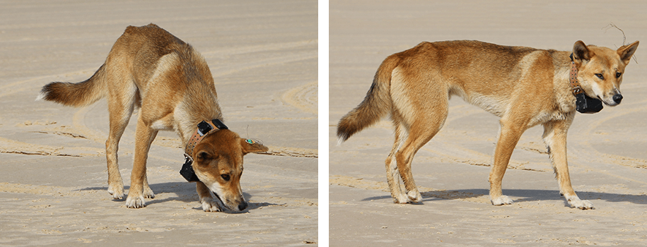 75 Mile Beach, Fraser Island,,Queensland,australia, australien