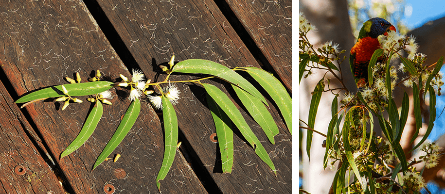 Maryborough,Queensland,australia, australien