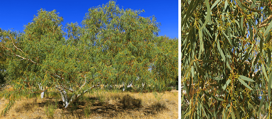 Jessy Gap, outback, australia, australien