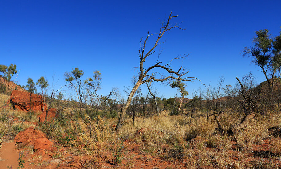 N'Dhala Gorge, outback, australia, australien