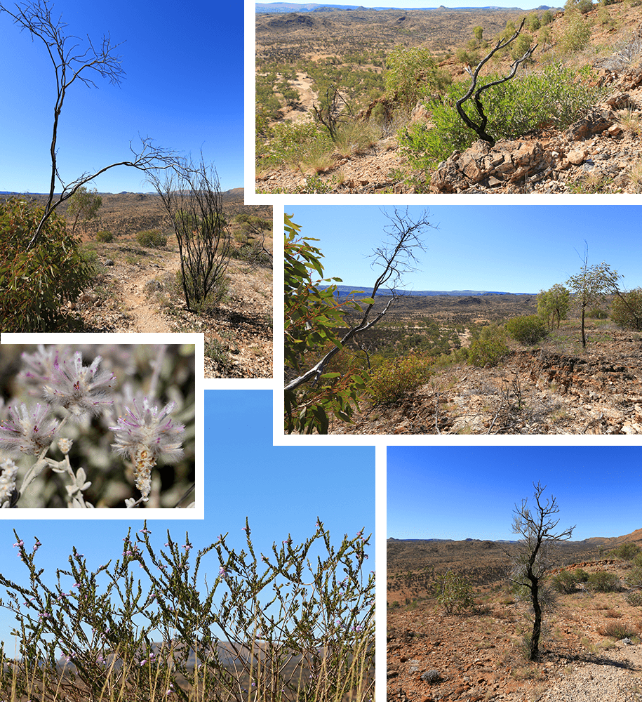 Panorama Walk, Trephina Gorge, outback, australia, australien