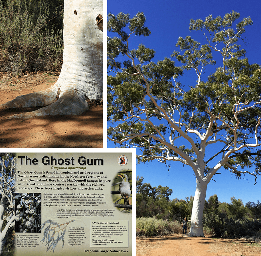 Ghost Gum, outback, australia, australien