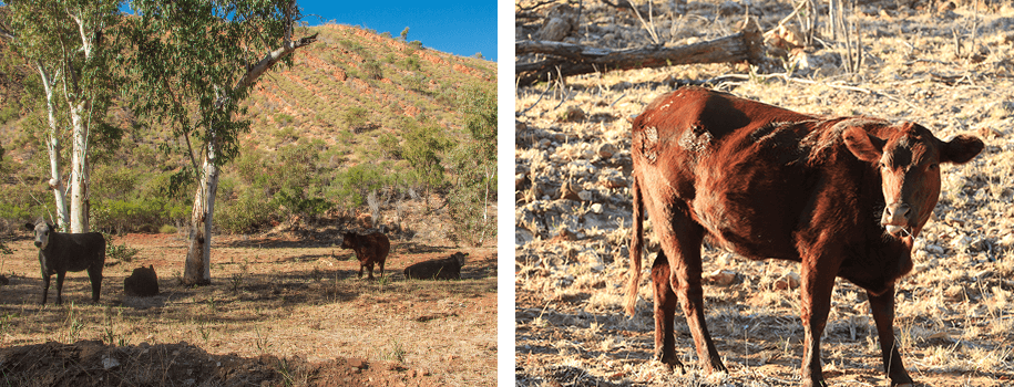 N'Dhala Gorge, outback, australia, australien
