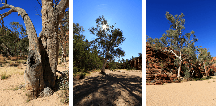 Ghost Gum, outback, australia, australien