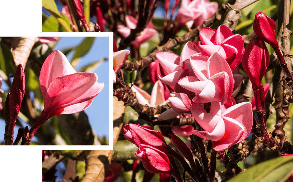 Darwin, born4travel.de Darwin, born4travel.de