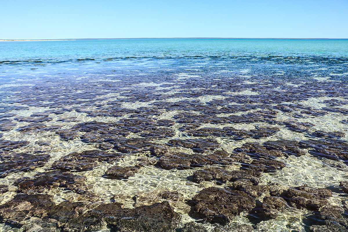 hamelin pool, western australia